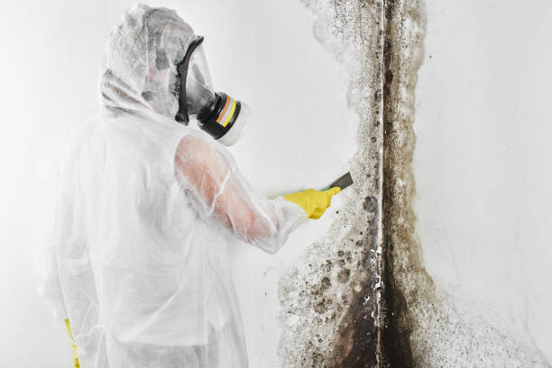 Best Local Mold Removal Service  in Tidmore Bend, AL