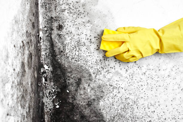 Mold Removal and Inspection in Tidmore Bend, AL