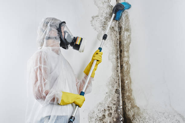 Best Attic Mold Removal  in Tidmore Bend, AL