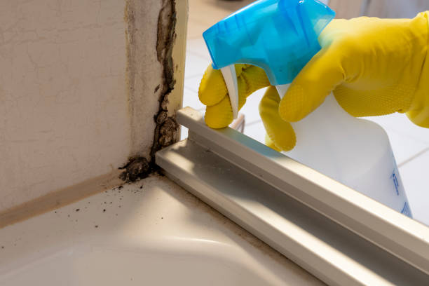 Best Crawl Space Mold Removal  in Tidmore Bend, AL