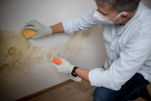 Mold Testing and Removal in Tidmore Bend, AL