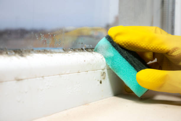 Best Professional Mold Removal  in Tidmore Bend, AL