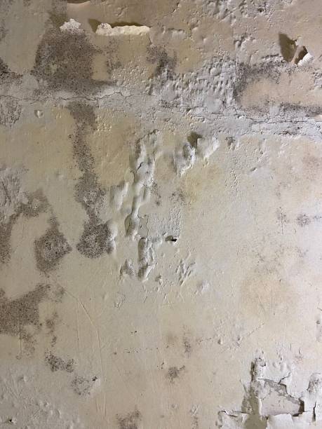 Best Fast Mold Removal  in Tidmore Bend, AL