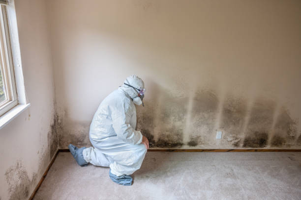 Best Commercial Mold Removal  in Tidmore Bend, AL